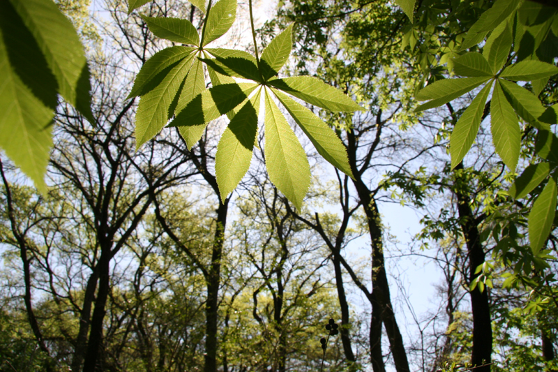 buckeye leaves & sunlight