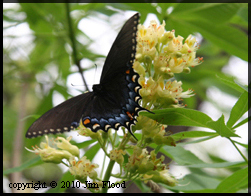 bloom with swallowtail image